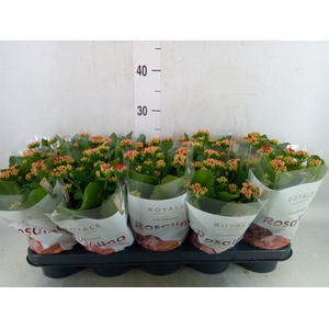 Kalanchoe blos. 'RosDon Justino'