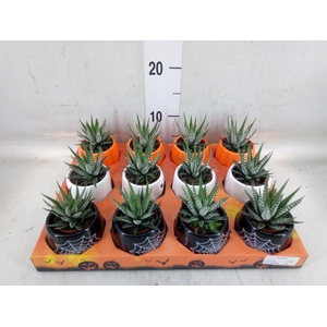 Haworthia fasciata 'Big Band'