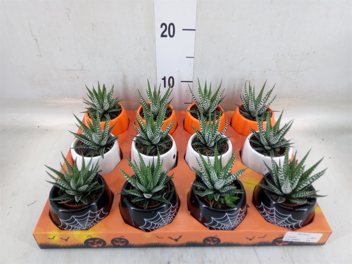 <h4>Haworthia fasciata 'Big Band'</h4>