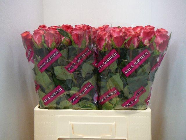 <h4>R Gr Mai Tai</h4>