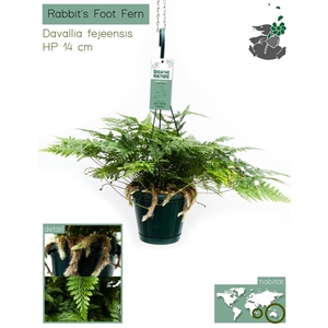 Humata Tyermannii Bunny HP14