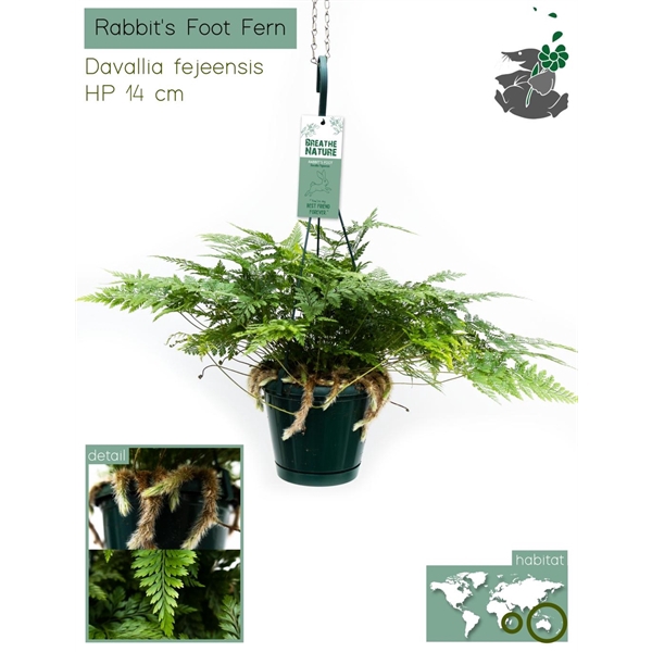 <h4>Humata Tyermannii Bunny HP14</h4>