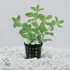 Bacopa caroliniana (11x11)