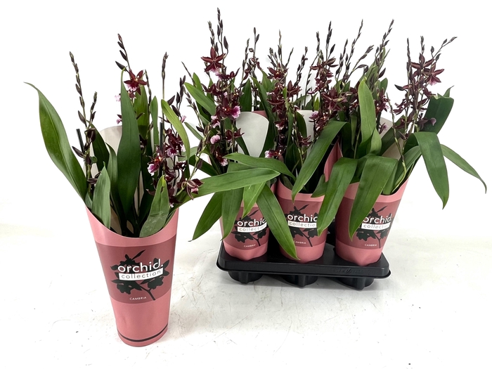 <h4>BUR BARROCCO RED</h4>