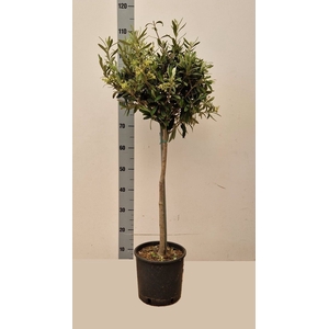 OLEA EUROPAEA
