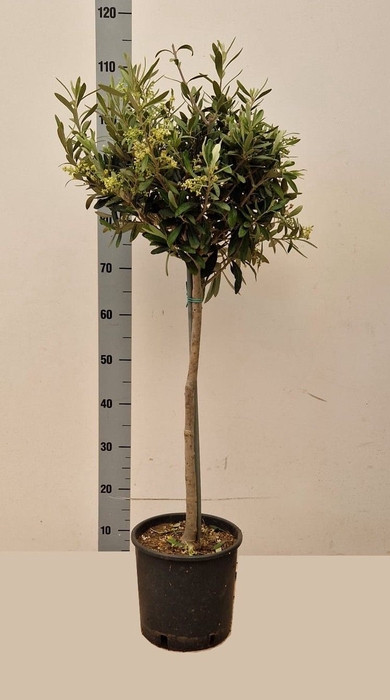 <h4>OLEA EUROPAEA</h4>