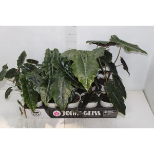 ALOCASIA CHANTRIERI P12