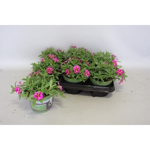 Calibrachoa Pink Star