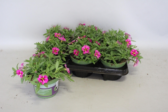 <h4>Calibrachoa Pink Star</h4>