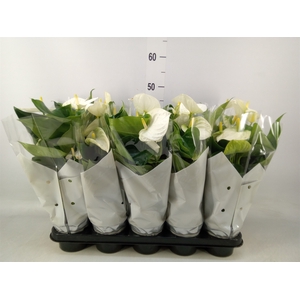 Anthurium andr. 'Cocos'