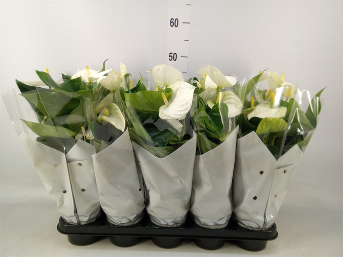 <h4>Anthurium andr. 'Cocos'</h4>