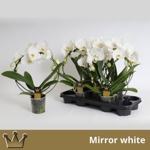 Phal El Cascade