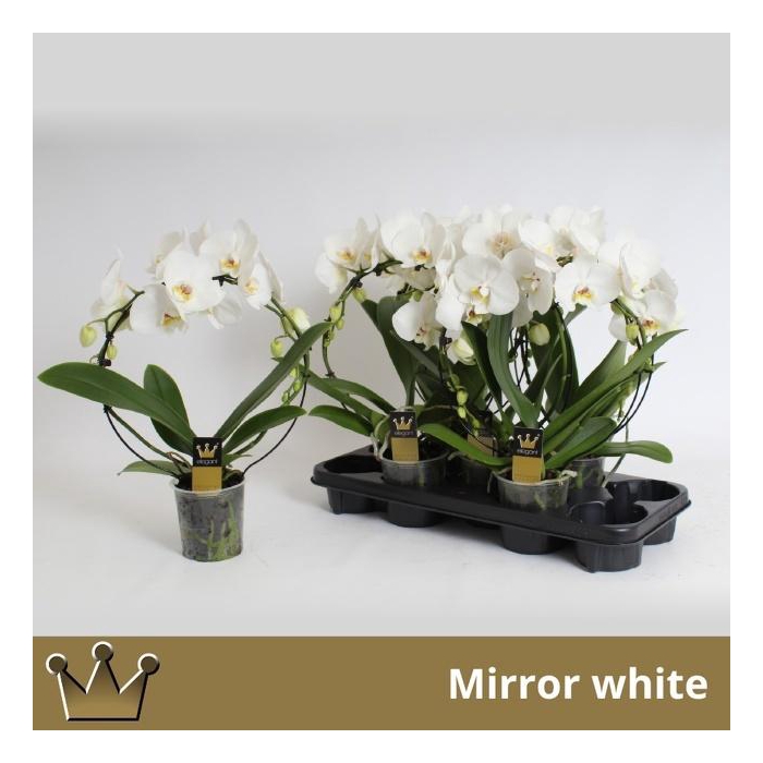 <h4>PHAL EL CASCADE</h4>