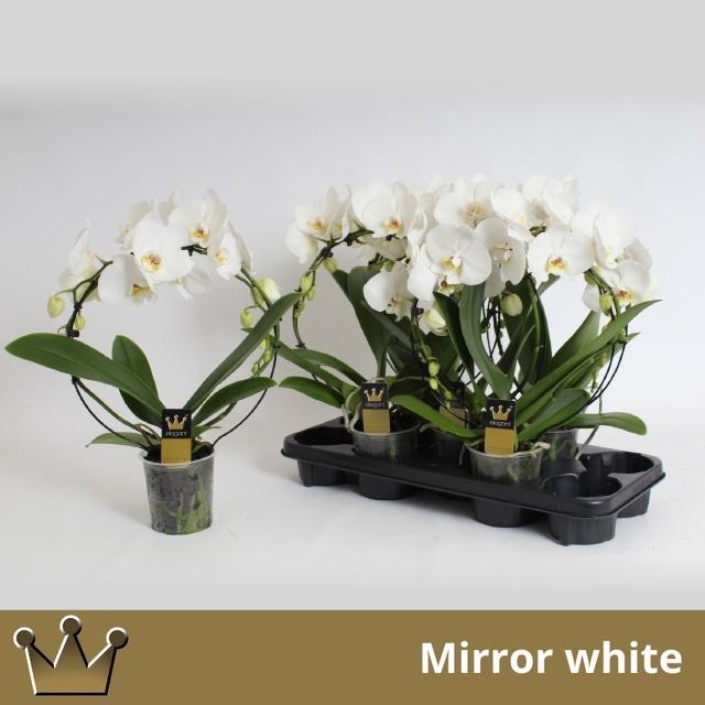 <h4>PHAL EL CASCADE</h4>