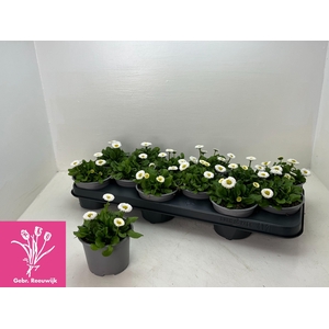 BELLIS P KL RU WHITE
