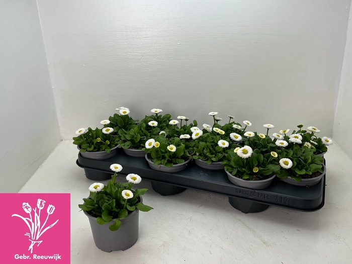 <h4>BELLIS P KL RU WHITE</h4>