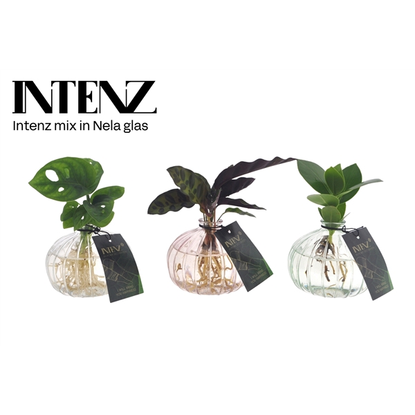 <h4>Intenz mix in Nela transparant - levertijd: 24 uur</h4>