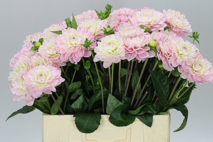 <h4>Dahlia Princess Kate</h4>