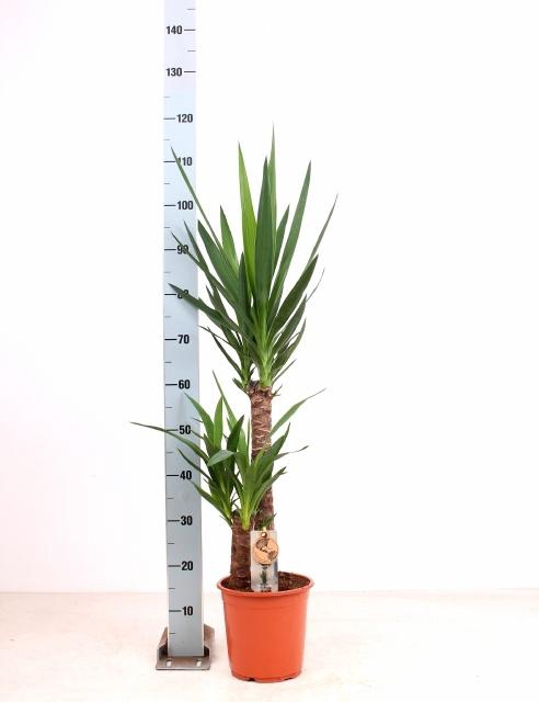 <h4>YUCCA</h4>