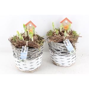 arr4 Narcis JS - Mand duo rond x3