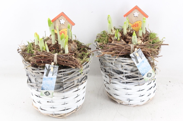 <h4>arr4 Narcis JS - Mand duo rond x3</h4>