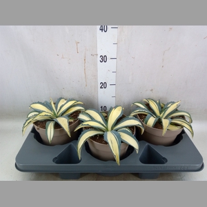 Agave americana
