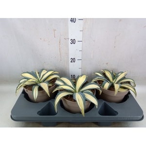 Agave americana