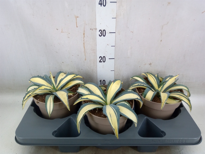 <h4>Agave americana</h4>