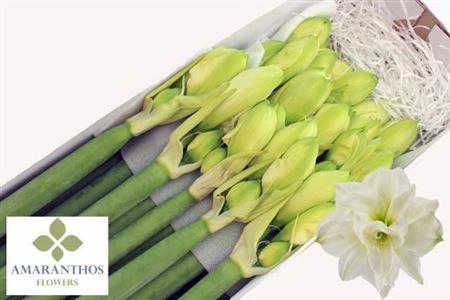 <h4>Hipp Whi Symphony</h4>