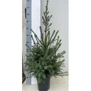 PICEA OMORIKA