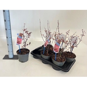 ACER PA ATROPURPUREU