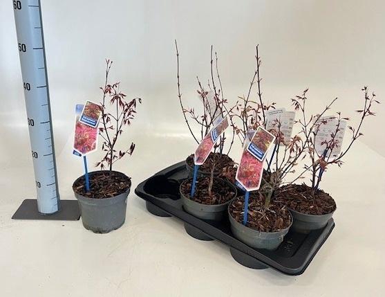 <h4>ACER PA ATROPURPUREU</h4>