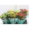 KALANCHOE DOBRADO P15
