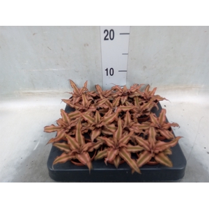 Cryptanthus bivittatus