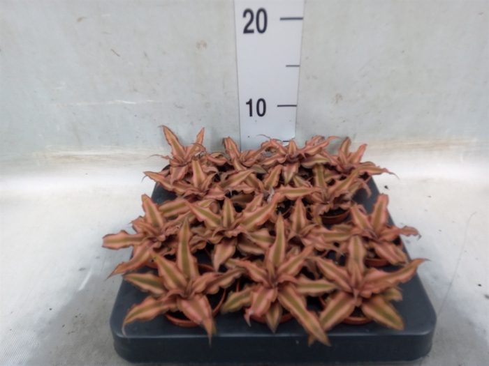 <h4>Cryptanthus bivittatus</h4>