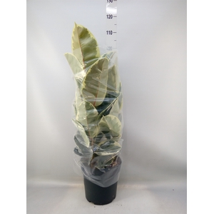 Ficus elastica   ...