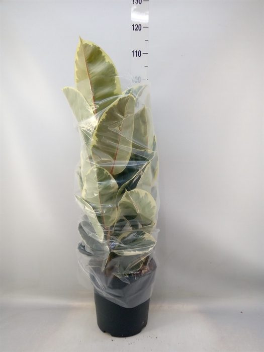 <h4>Ficus elastica   ...</h4>
