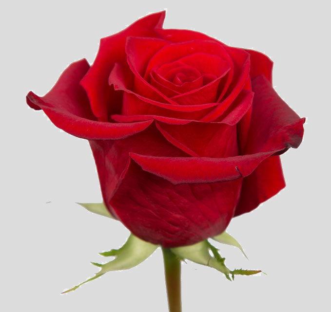 <h4>R GR FREEDOM</h4>