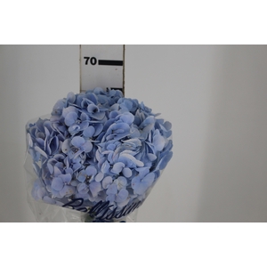 HORTENSIA FORCE 060 CM AZUL
