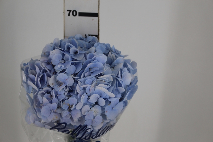 HORTENSIA FORCE 060 CM AZUL