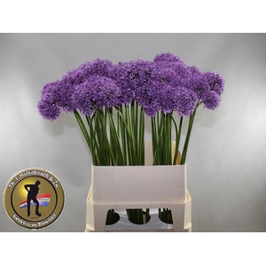 ALLIUM GLADIATOR