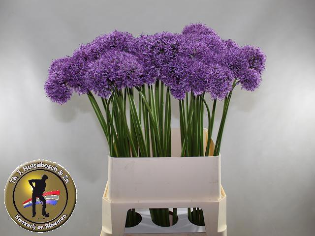 <h4>ALLIUM GLADIATOR</h4>