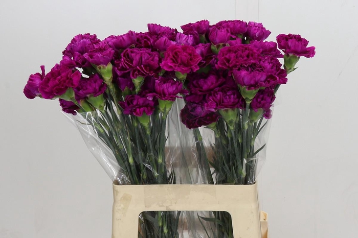 Dianthus St Nobbio Violet