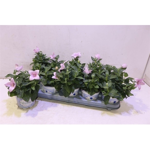 Platyco Gr Pst Pink