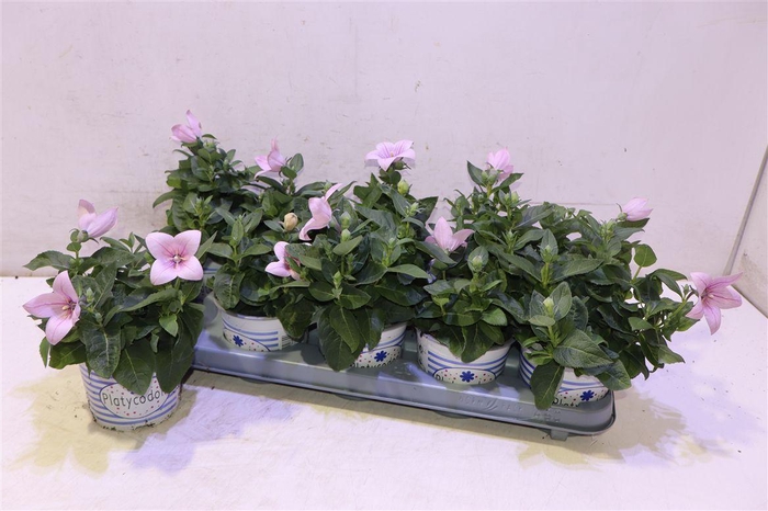<h4>Platyco Gr Pst Pink</h4>