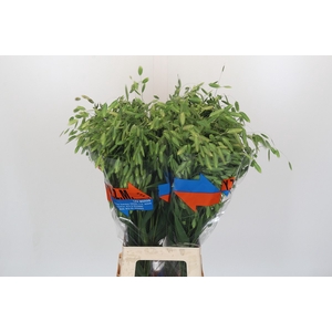 Chasmanthium latifolium 'Mantis'