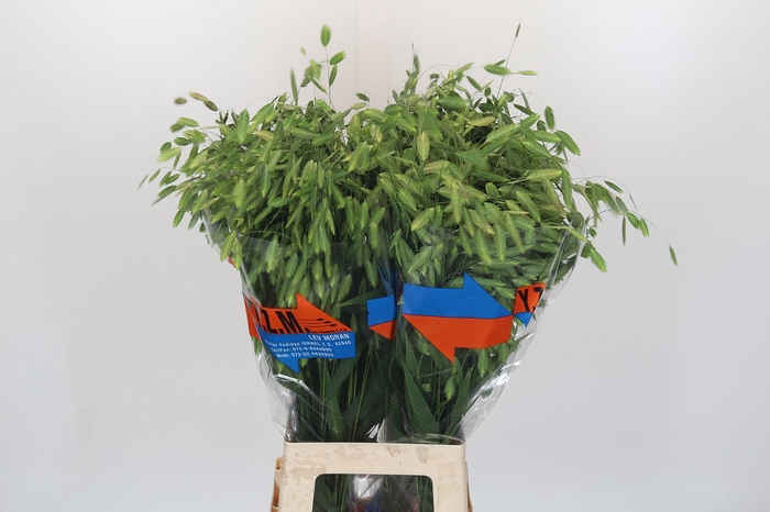 <h4>Chasmanthium latifolium 'Mantis'</h4>
