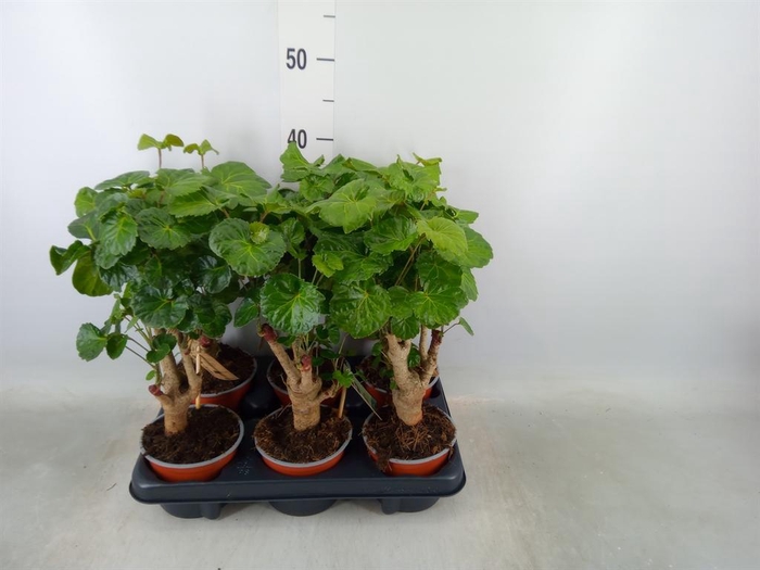 <h4>Polyscias   ...</h4>