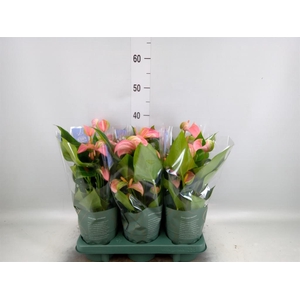 Anthurium  'Joli Duo'  ..mix in pot