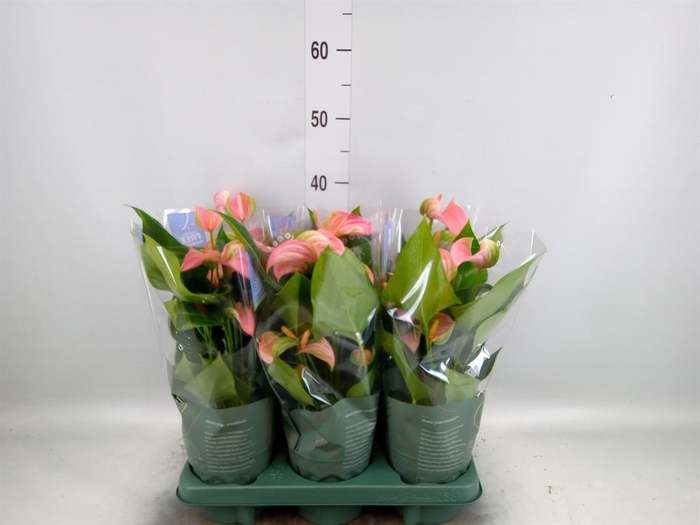 <h4>Anthurium  'Joli Duo'  ..mix in pot</h4>